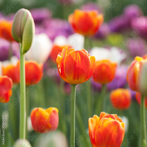 colorful bright tulips bloom in the spring garden