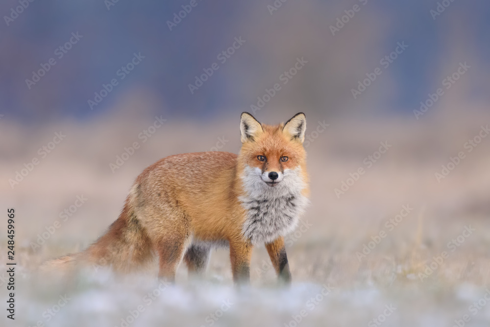 Hunting in a meadow/Red Fox Hunting in a meadow/Red Fox