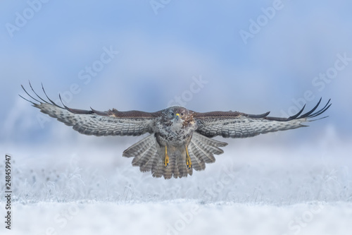 Flight over the meadow/Common Buzzard