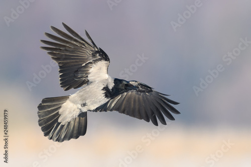 Flight over the meadow/Hooded Crow