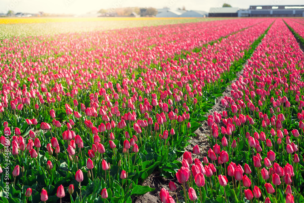 Tulips in Holland. Lisse
