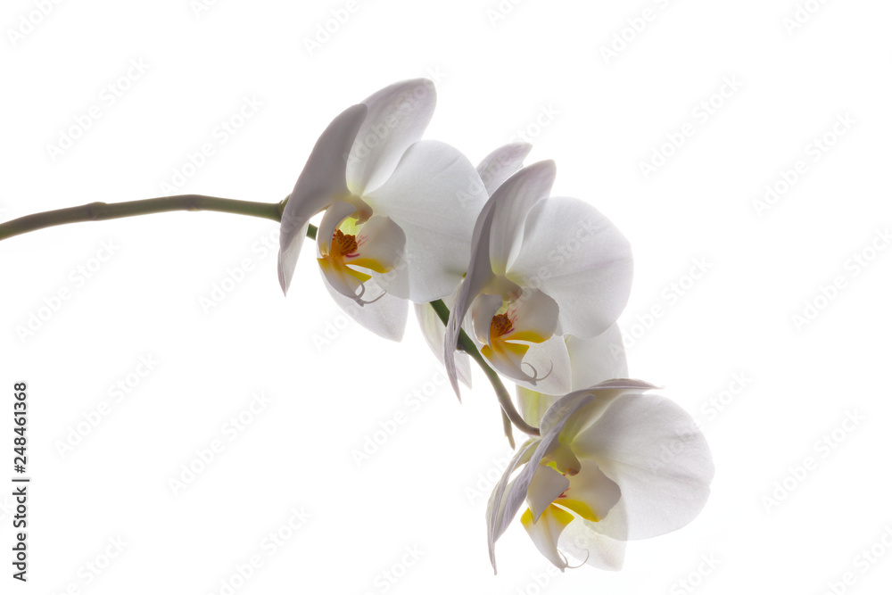 Obraz premium Three white orchid flowers Phalaenopsis on white background