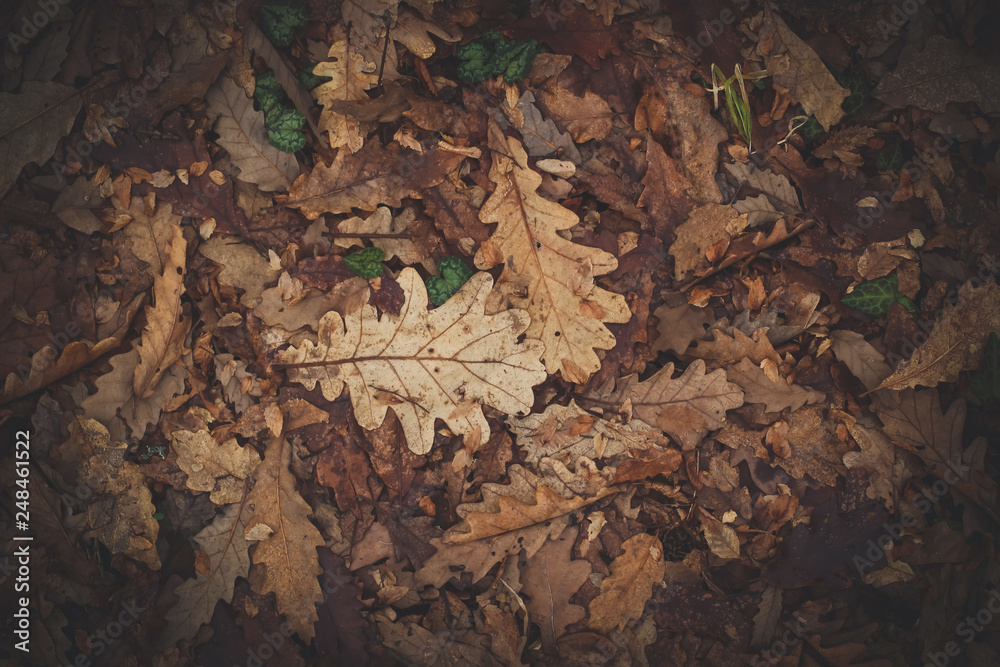 Obraz premium Autumn leaves