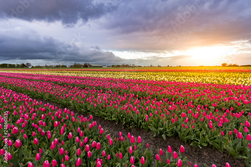 Tulips and windmills in Netherlands. Northern Amsterdam