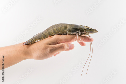 Holding a large Vannamei on a finger isolated on white. Fresh shrimps prawns boiling king prawn blue leg shrimp a ton of shrimp seafood boiling into red skin prawn in the plastic PE black.