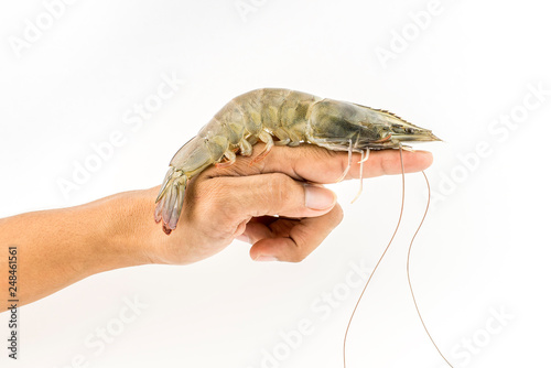 Holding a large Vannamei on a finger isolated on white. Fresh shrimps prawns boiling king prawn blue leg shrimp a ton of shrimp seafood boiling into red skin prawn in the plastic PE black.