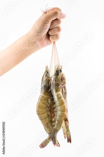 Holding a large Vannamei on a finger isolated on white. Fresh shrimps prawns boiling king prawn blue leg shrimp a ton of shrimp seafood boiling into red skin prawn in the plastic PE black.