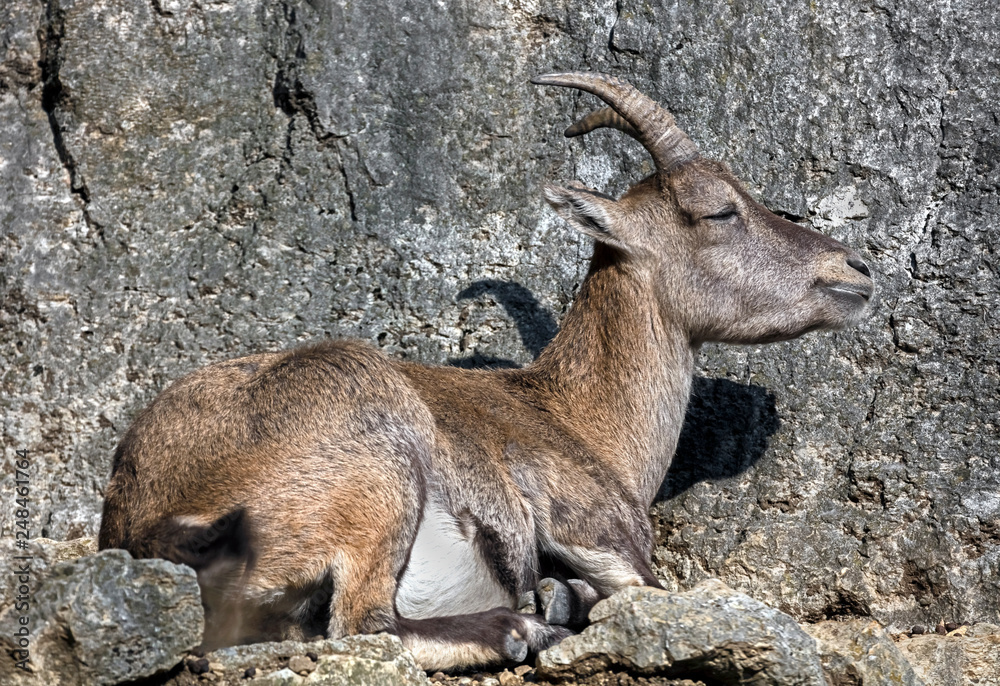 Young alpine ibex. Latin name - Ailurus fulgens Young alpine ibex. Latin name - Ailurus fulgens