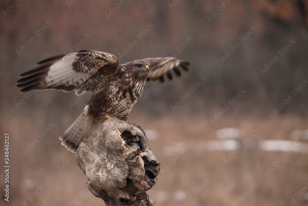 Obraz premium Buzzards, Buteo buteo fighting