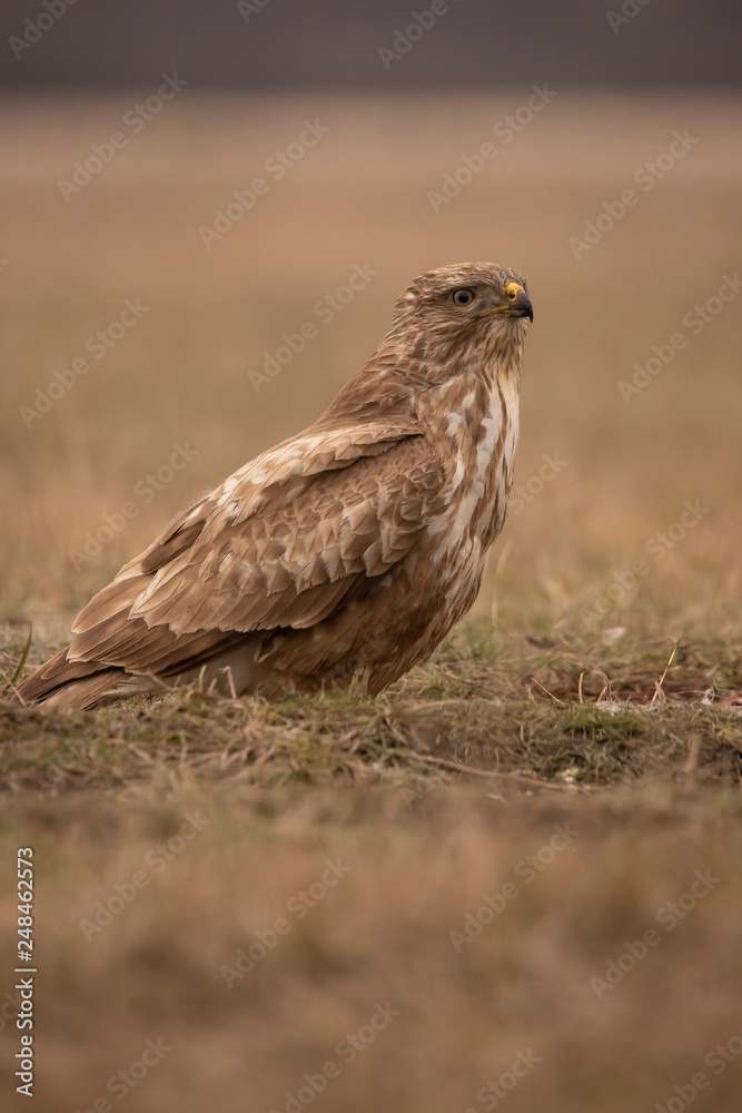 Buzzards, Buteo buteo fighting Buzzards, Buteo buteo fighting