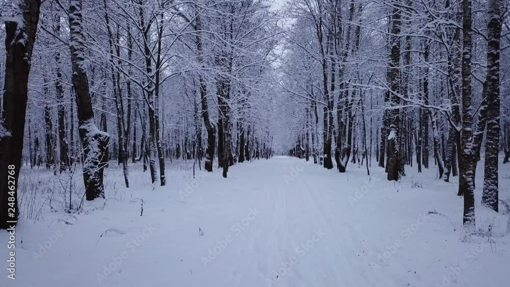 Winter landscape in the park Winter landscape in the park