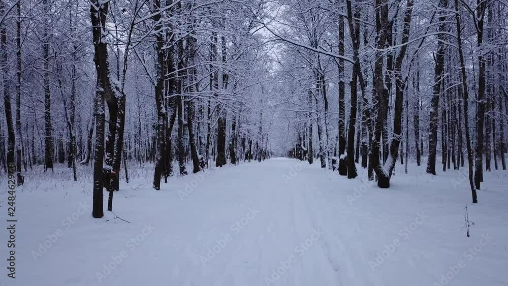 Winter landscape in the park