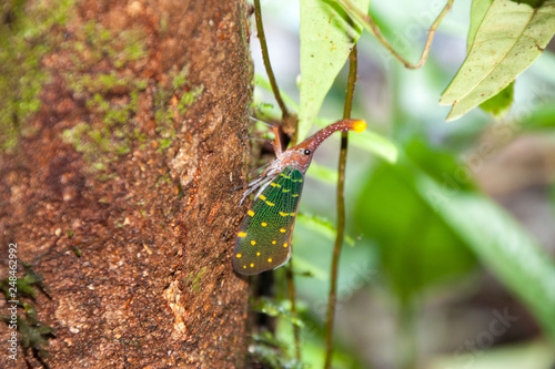 insect Fulgoridae in Gunung Mulu National Park Borneo island