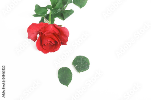 Fototapeta Naklejka Na Ścianę i Meble -  Beautiful rose flower isolated on white background .