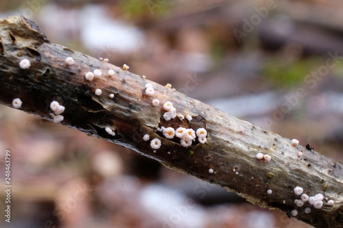 Leśne grzyby - wełniczka pasożytnicza (Lachnellula willkommii)