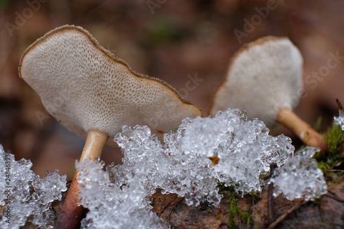 Leśne grzyby - żagiew zimowa (Lentinus brumalis) photo