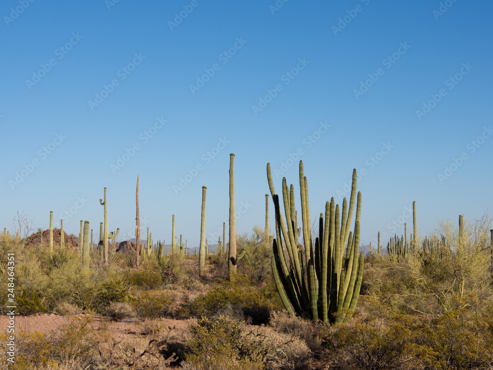 Organ pipe cactus of Sonora Desert