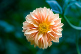 Dahlia flower against a blur background