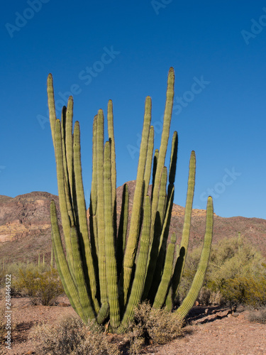 Organ pipe cactus of Sonora Desert