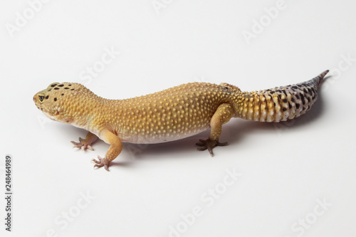 Eublepharis. Yellow gray gecko  close-up on a white background.