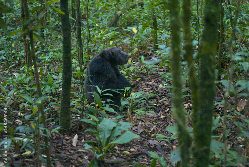 Fototapeta premium Chimpanzee Sitting in Green Forest