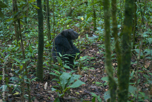 Chimpanzee Sitting in Green Forest