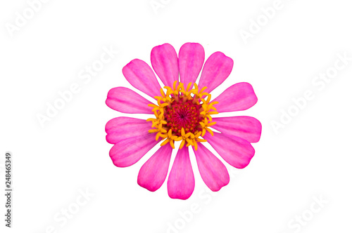 pink floral daisy flower isolated