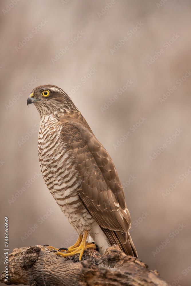 Sparrow Hawk, Accipiter nisus Sparrow Hawk, Accipiter nisus