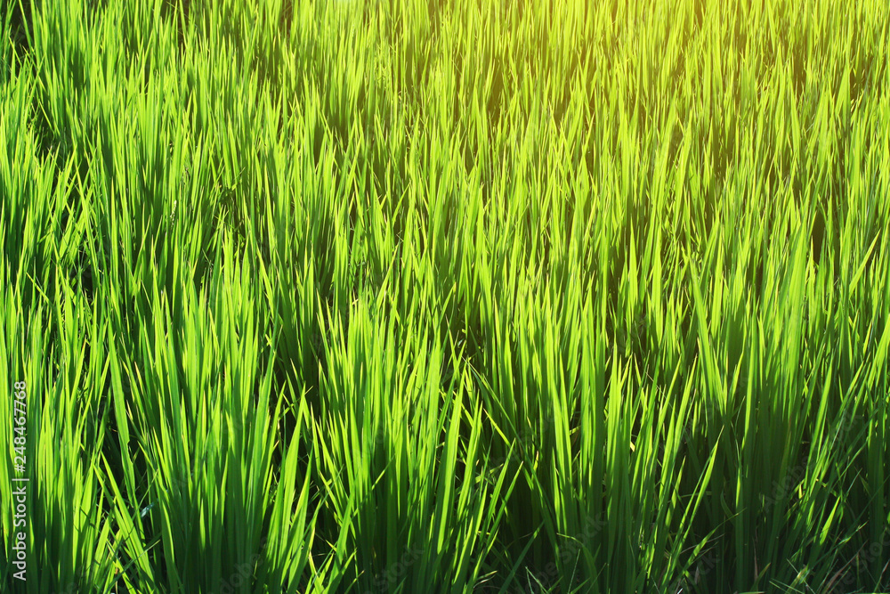 Fresh green rice and Paddy rice growing in rice fields in Thailand