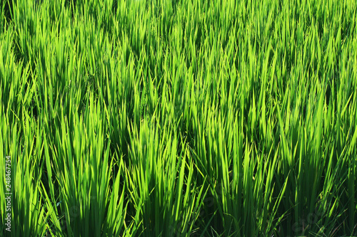 Fresh green rice and Paddy rice growing in rice fields in Thailand