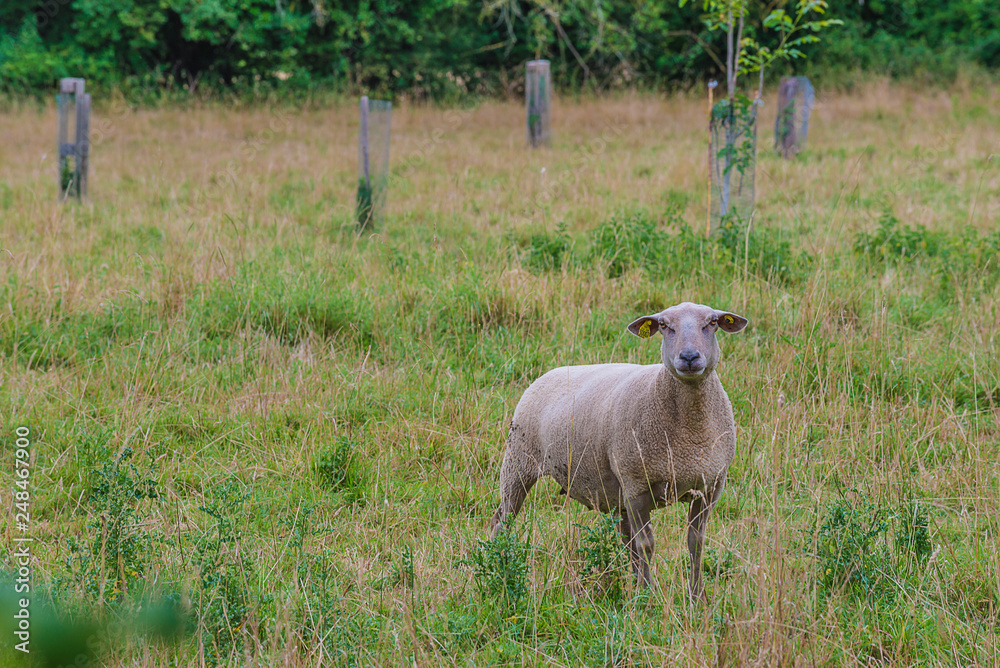 Fototapeta premium Beautiful sheep on the grassland looking at camera