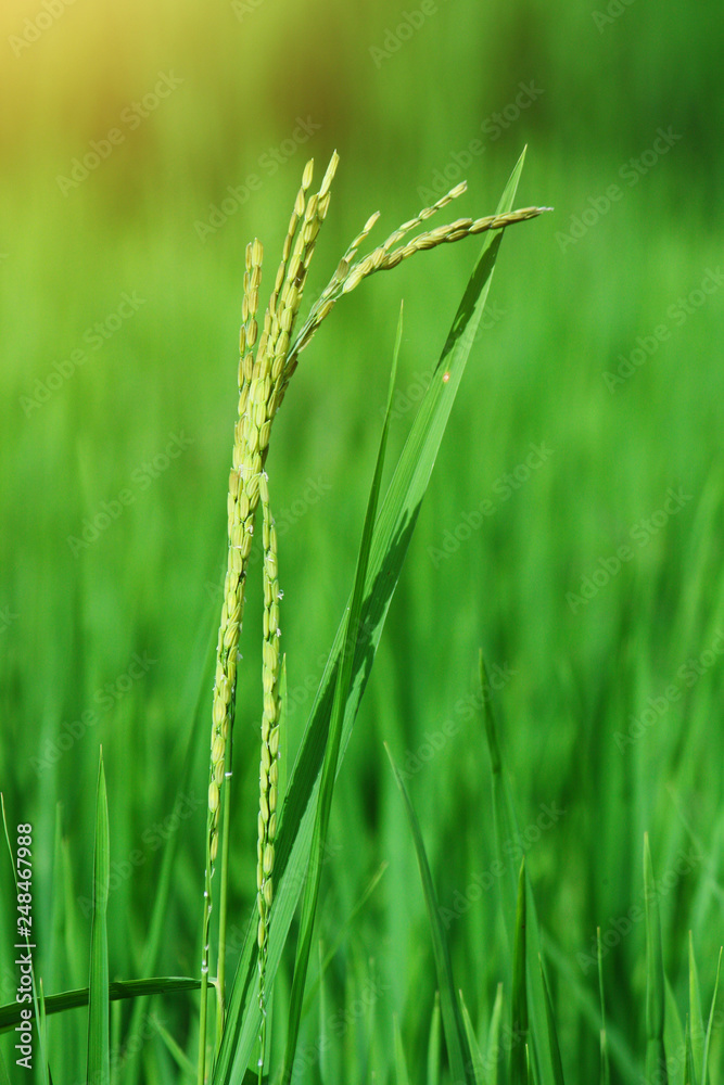 Fresh green rice and Paddy rice growing in rice fields in Thailand Fresh green rice and Paddy rice growing in rice fields in Thailand