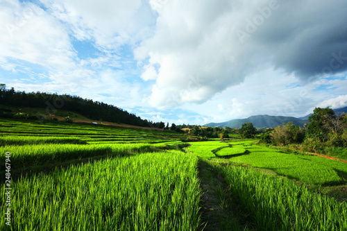 Beautiful Landscape of Fresh green rice fields on terraced and rice plantations in sunlight at Chiangmai province   North of thailand