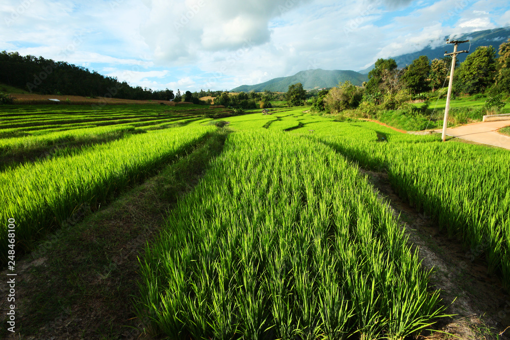 Beautiful Landscape of Fresh green rice fields on terraced and rice plantations in sunlight at Chiangmai province , North of thailand