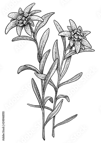 Edelweiss illustration, drawing, engraving, ink, line art, vector