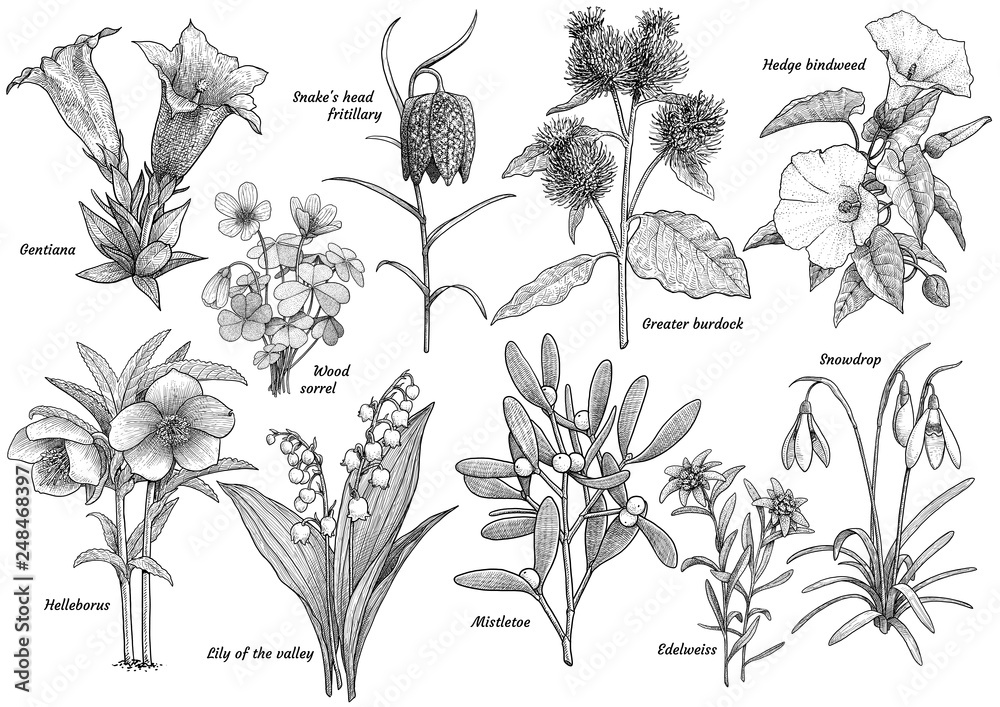 Wildflower collection, illustration, drawing, engraving, ink, line art ...