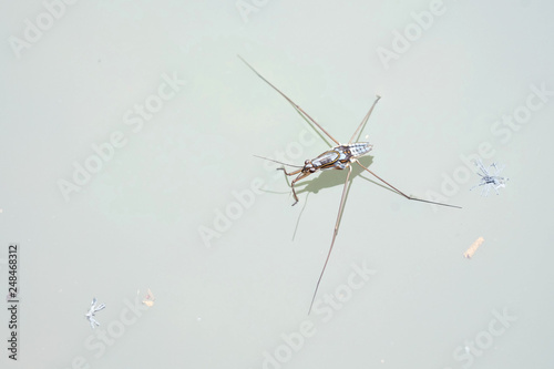Portrait of a Water Strider