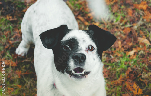 Tapety artystyczne Dog