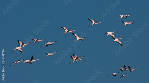 Flamingos