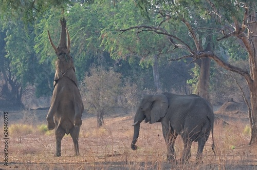 Feeding African Elefants at Mana Pools in Zimbabwe