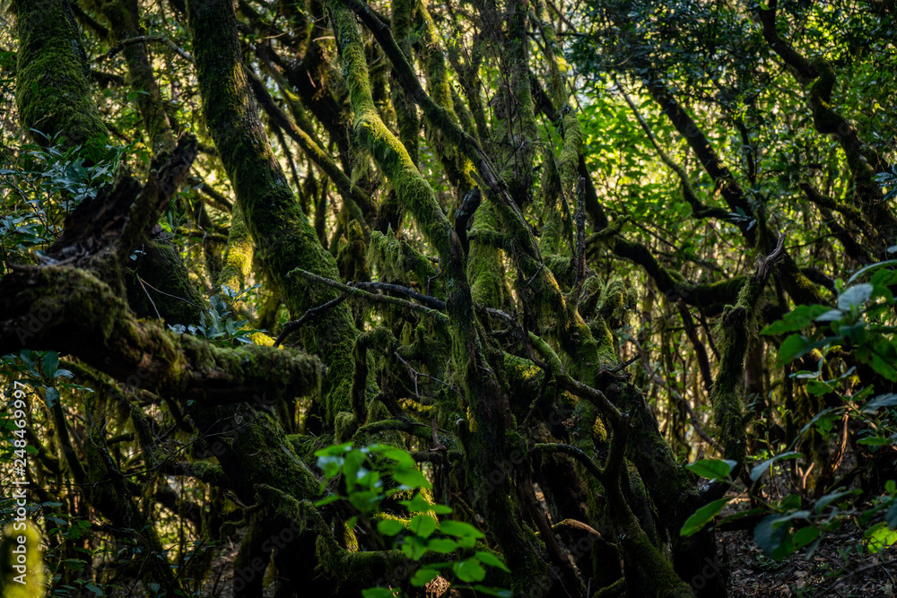 El Cedro Nationalpark Gomera Loorbeerwald El Cedro Nationalpark Gomera Loorbeerwald
