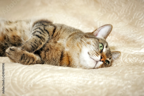 close up of a beautiful cat lying on the sofa