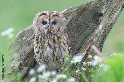 Tawny owl