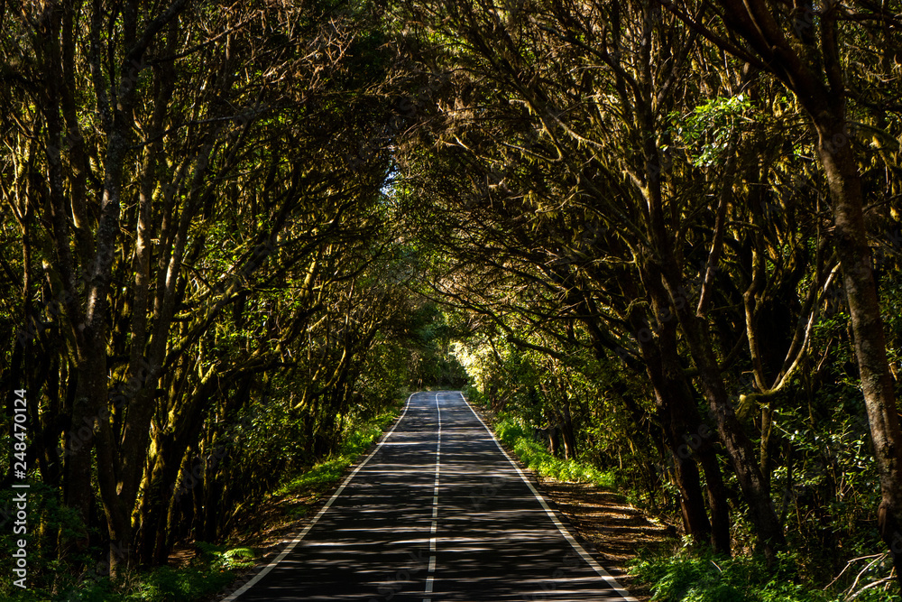 Straße durch Loorbeerwald Nationalpark Gomera Straße durch Loorbeerwald Nationalpark Gomera