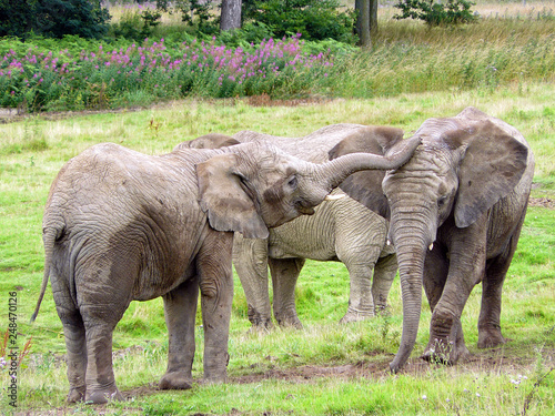 Photography Group of elephants