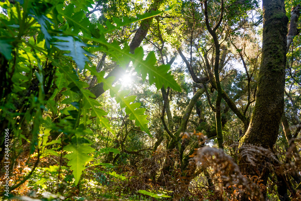 Sonnenstrahlen durchdringen Wald Gomera Garajonay Nationalpark Sonnenstrahlen durchdringen Wald Gomera Garajonay Nationalpark