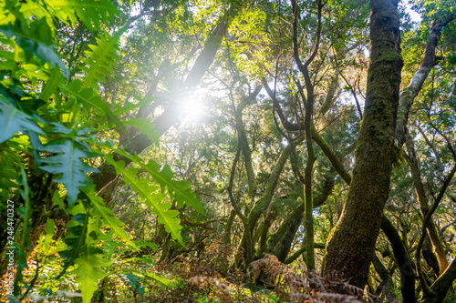 Sonnenstrahlen im Wald Gomera Garajonay Nationalpark