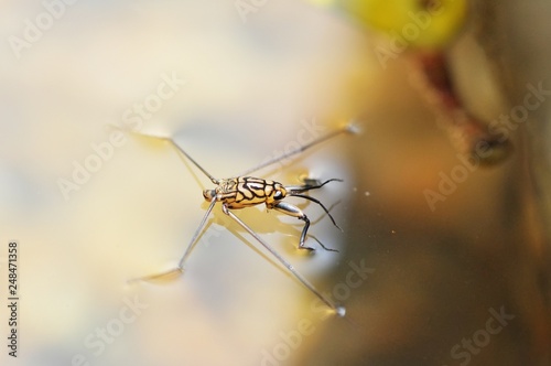 Portrait of a Water Strider