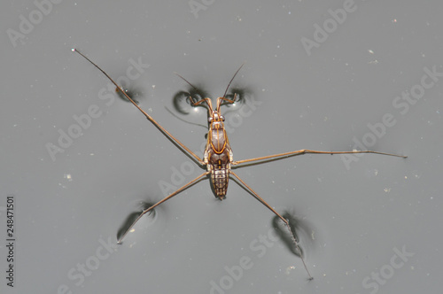 Portrait of a Water Strider