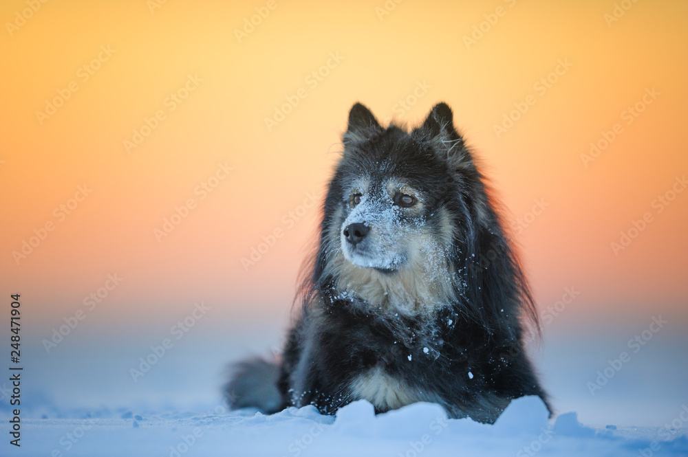 Dog portrait. Finnish Lapphund on frozen lake at sunset. Cold winter day in Finland.